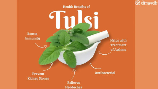 tulsi plant