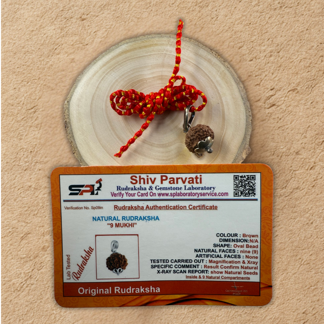 9 Mukhi Rudraksha for Strength, Courage & Protection – Certified Original Dharmik