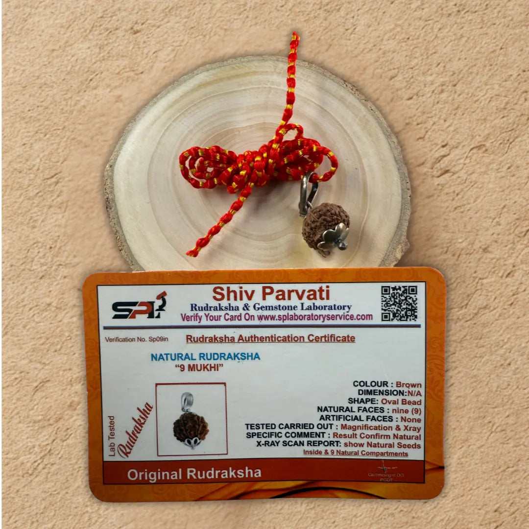 9 Mukhi Rudraksha for Strength, Courage & Protection – Certified Original Dharmik