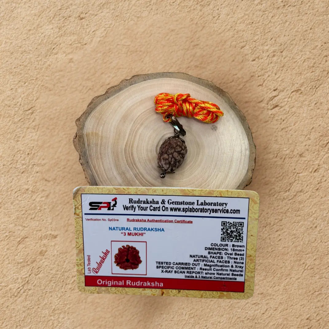Theen Mukhi Rudraksha - Original with Certificate - (Nepali/Indian) Dharmik