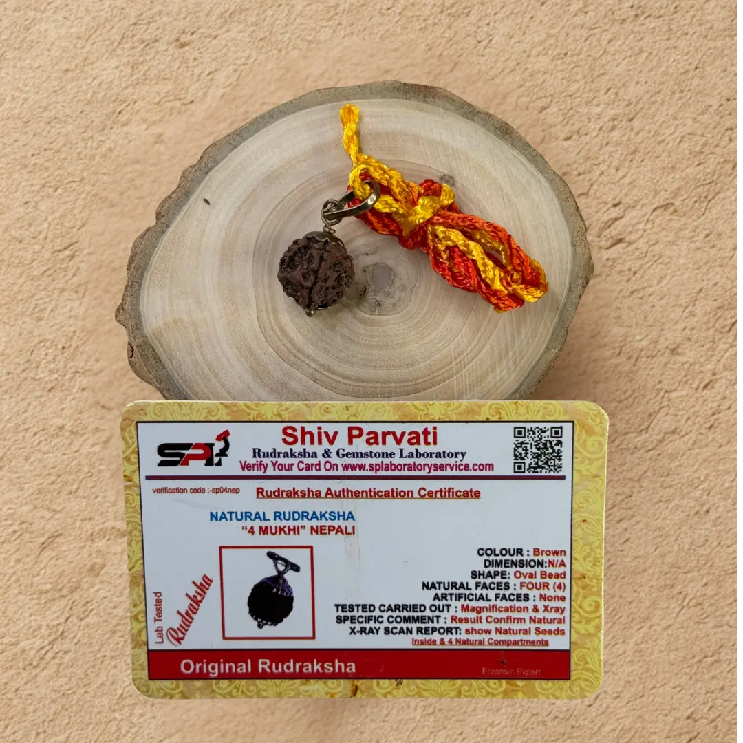 Char Mukhi Rudraksha - Original with Certificate - (Nepali/Indian) Dharmik