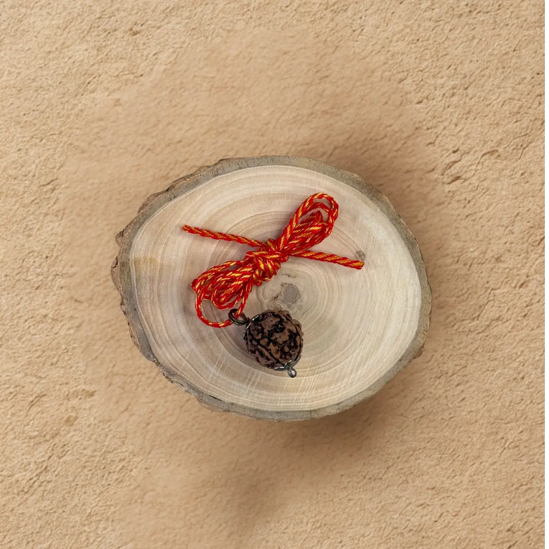 Panch Mukhi Rudraksh - Original with Certificate - (Nepali/Indian) Dharmik