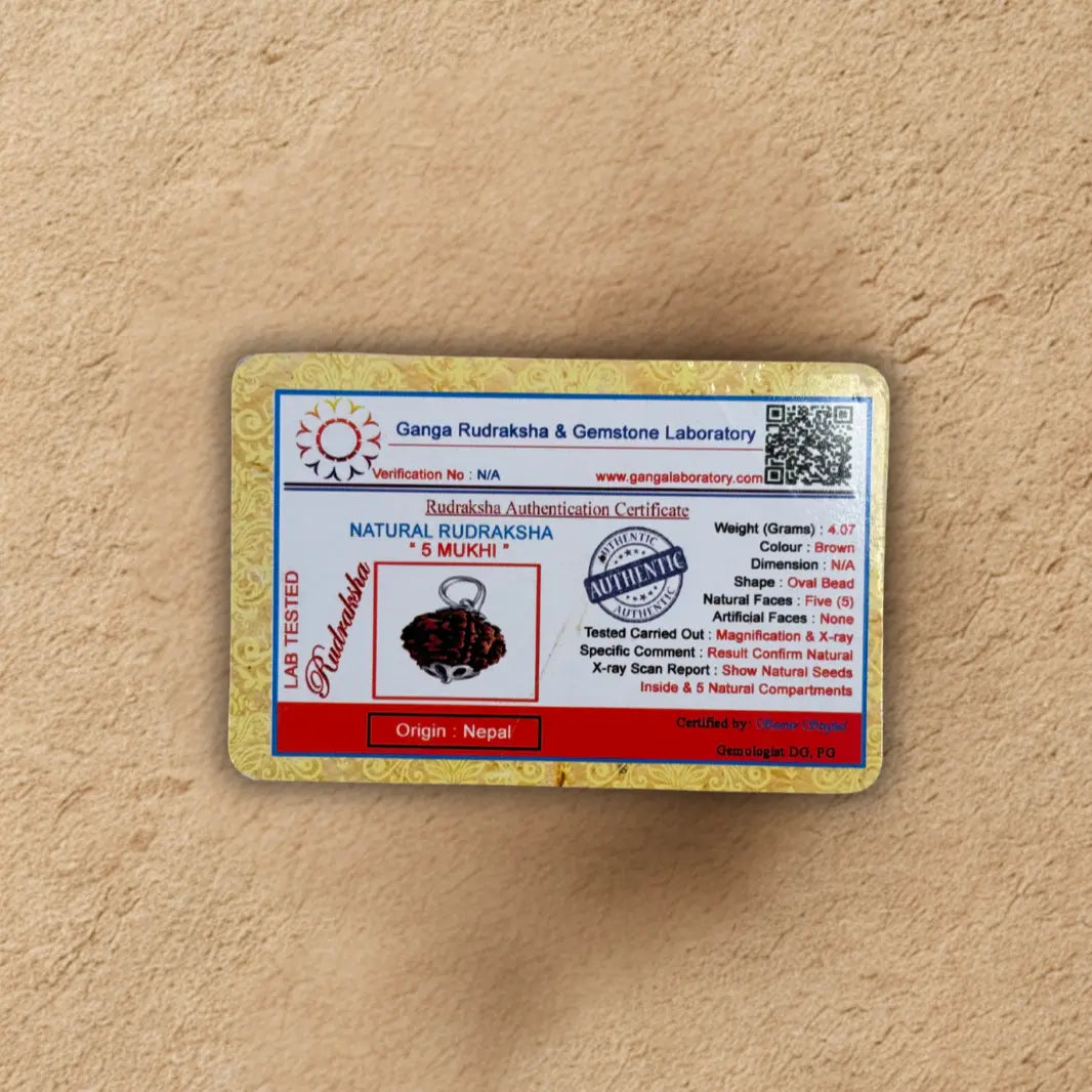 Panch Mukhi Rudraksh - Original with Certificate - (Nepali/Indian) Dharmik