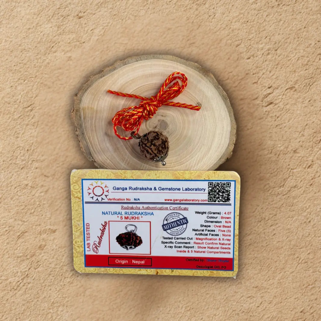 Panch Mukhi Rudraksh - Original with Certificate - (Nepali/Indian) Dharmik
