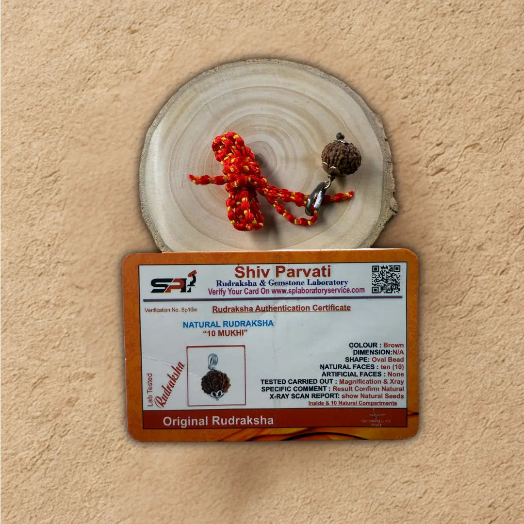 Original 10 Mukhi Rudraksha  – Certified Natural Beads of Lord Vishnu for Protection & Harmony