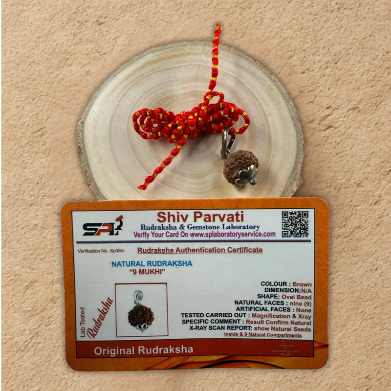 9 Mukhi Rudraksha for Strength, Courage & Protection – Certified Original Dharmik