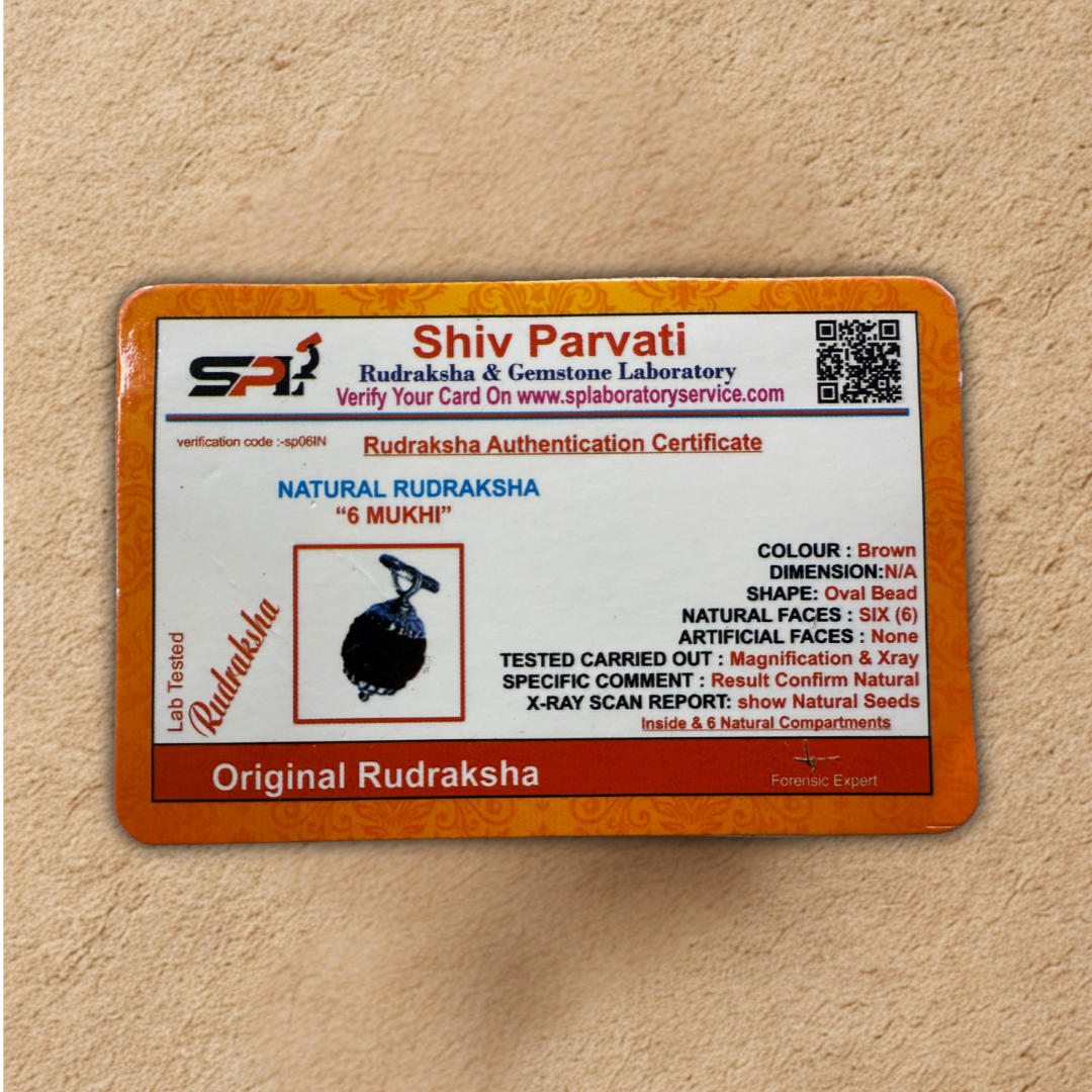 6 Mukhi Rudraksha Certificate