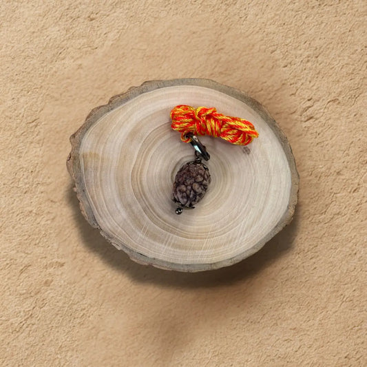 Theen Mukhi Rudraksha - Original with Certificate - (Nepali/Indian) Dharmik