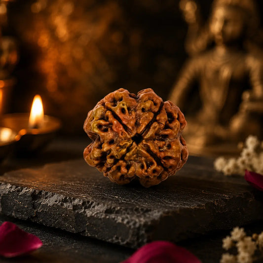 Char Mukhi Rudraksha - Original with Certificate (Nepali/Indian), Blessed in Kashi