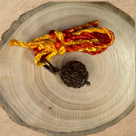 Char Mukhi Rudraksha - Original with Certificate - (Nepali/Indian) Dharmik