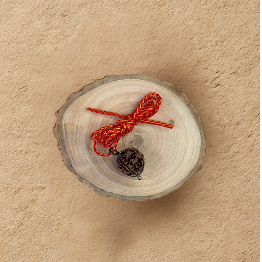 Panch Mukhi Rudraksh - Original with Certificate - (Nepali/Indian) Dharmik