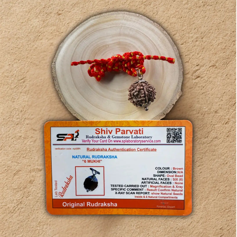 Original 6 Mukhi Rudraksha – Certified Natural Bead of Lord Kartikeya for Courage & Wisdom