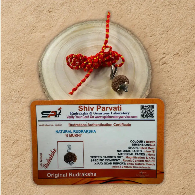 9 Mukhi Rudraksha for Strength, Courage & Protection – Certified Original Dharmik