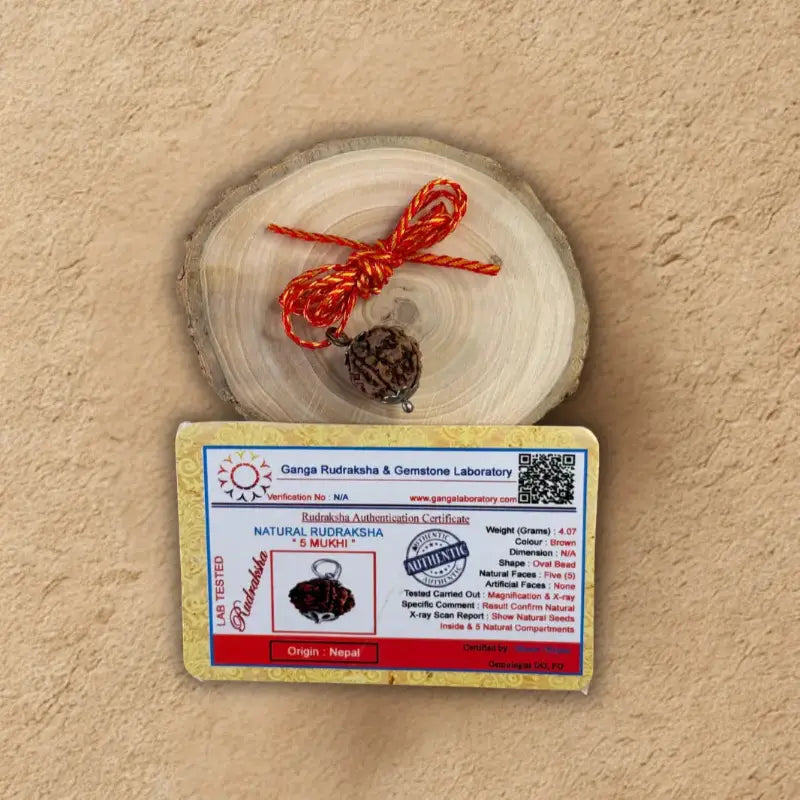 Panch Mukhi Rudraksha - Original with Certificate - (Nepali/Indian) Dharmik