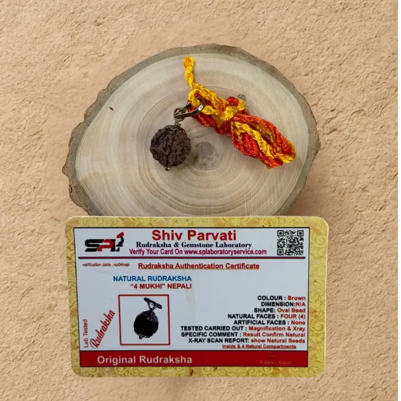 Char Mukhi Rudraksha - Original with Certificate - (Nepali/Indian) Dharmik