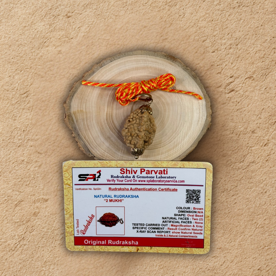 Two Mukhi Rudraksha - Original with Certificate - (Nepali/Indian) Dharmik
