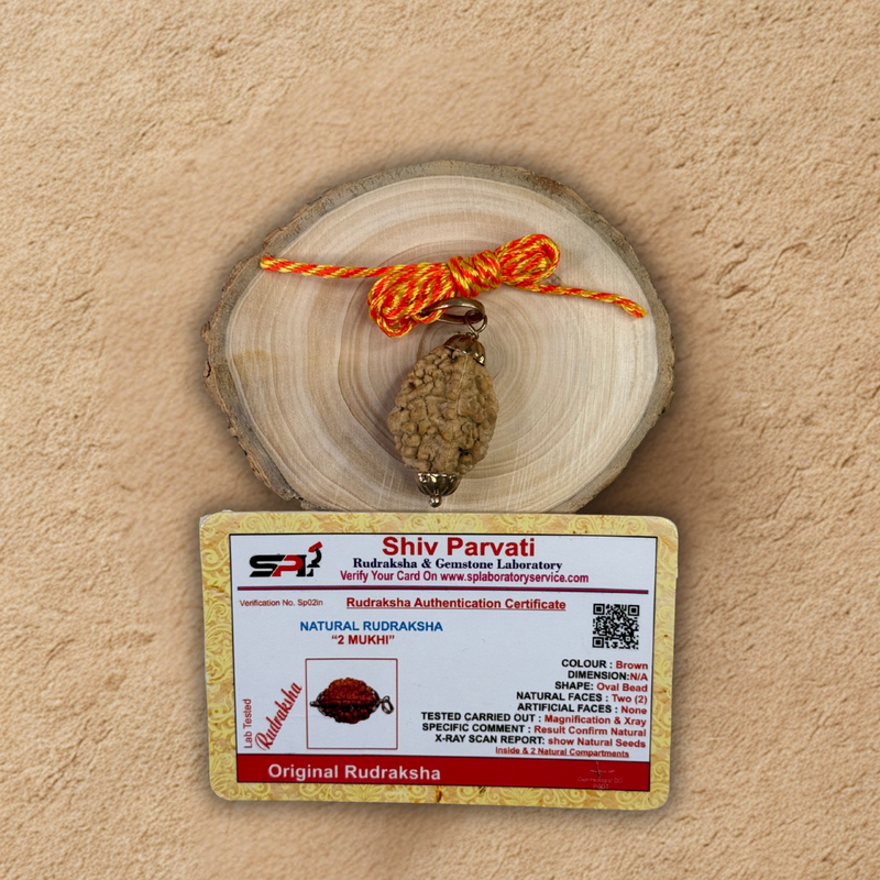Two Mukhi Rudraksha - Original with Certificate - (Nepali/Indian) Dharmik